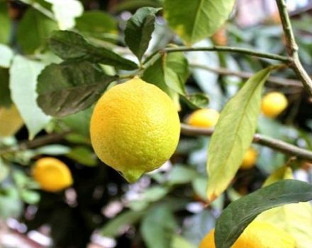 Description of Novogruzinsky lemon, planting and care rules at home