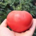 Penerangan dan ciri-ciri penyelesaian tomato pelbagai warna Pink