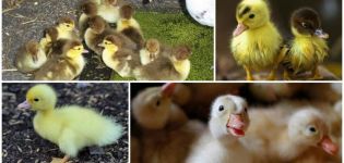 Por qué los patitos no comen bien y no crecen, razones y que hacer