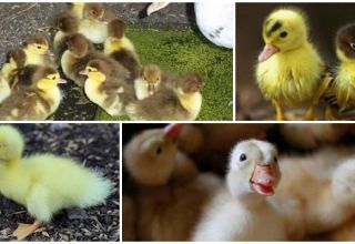 Why ducklings eat poorly and don't grow, reasons and what to do