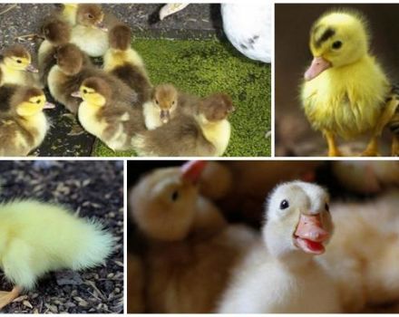 Por qué los patitos no comen bien y no crecen, razones y que hacer