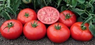 Description de la variété de tomate Tomsk et de ses caractéristiques