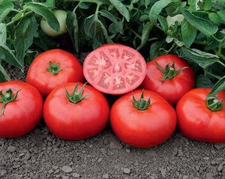 Description de la variété de tomate Tomsk et de ses caractéristiques