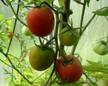 Description de la variété de tomate Syzran Pipochka, culture et entretien