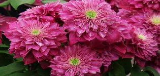 Description and characteristics of Kaiser clematis, planting and care