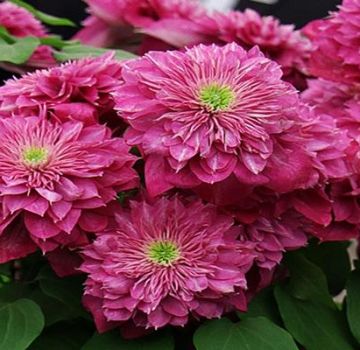 Description and characteristics of clematis varieties Kaiser, planting and care