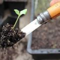 Comment et quand cueillir correctement les tomates après la germination