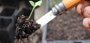 Cómo y cuándo recoger correctamente los tomates después de la germinación.