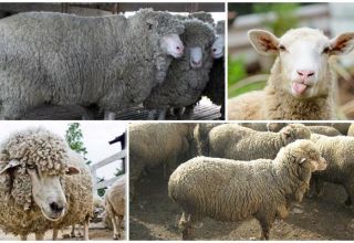 Description and characteristics of Caucasian sheep, features of the content