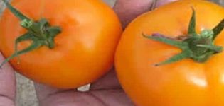 Description of the tomato variety Golden nugget and its characteristics