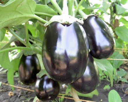 Description of the Marzipan F1 eggplant variety, its characteristics and yield