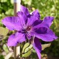 Description and group of pruning clematis of the President variety, planting and care