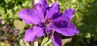 Description and group of pruning clematis of the President variety, planting and care