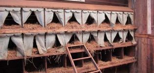 Cómo hacer un nido de bricolaje para gallinas ponedoras con un recolector de huevos en casa