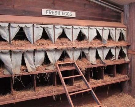 How to make a do-it-yourself nest for laying hens with an egg collector at home