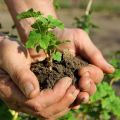 Comment propager correctement les raisins de Corinthe par boutures et superpositions en été et en automne