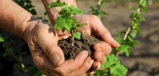 Cómo propagar adecuadamente las grosellas mediante esquejes y capas en verano y otoño.