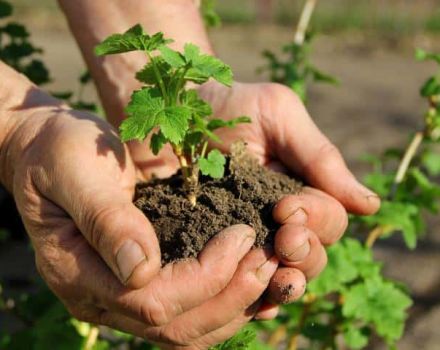 Cómo propagar adecuadamente las grosellas mediante esquejes y capas en verano y otoño.