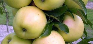 Description and characteristics of the Medoc apple variety, the rules of growing and care