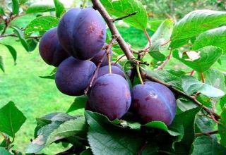 Description and characteristics of the Stanley plum variety, planting, cultivation and care