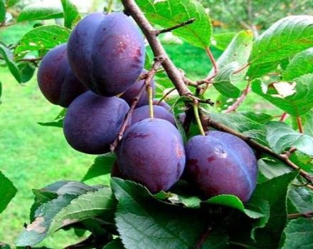 Description et caractéristiques de la variété de prune Stanley, plantation, culture et entretien