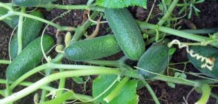 Description of the Salinas cucumber variety, its characteristics and yield