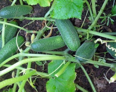 Description de la variété de concombre Salinas, ses caractéristiques et son rendement