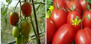 Characteristics and description of the tomato variety Aviso