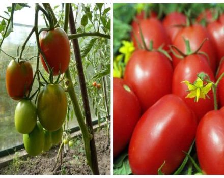 Caractéristiques et description de la variété de tomate Aviso