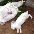 Symptoms and treatment of rabbit hemorrhagic disease