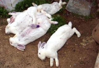 Symptoms and treatment of rabbit hemorrhagic disease