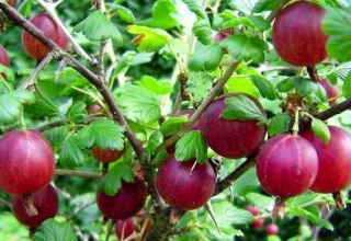 Description et caractéristiques de la variété de groseille Kolobok, plantation et entretien