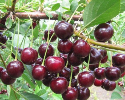 Description of the advantages and disadvantages of the Kharitonovskaya cherry variety and the characteristics of the yield