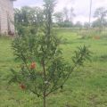 Pourquoi le pommier ne pousse pas en hauteur sur le site après la plantation et que faire