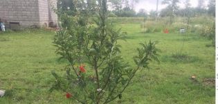 Why the apple tree does not grow in height on the site after planting and what to do