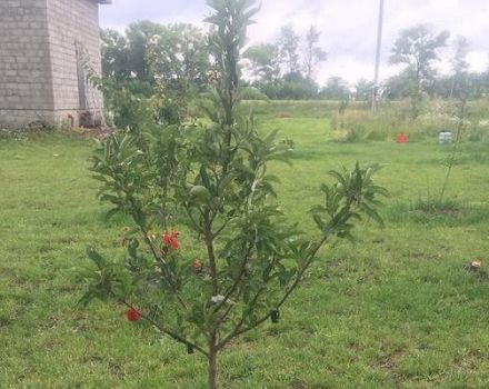 Why the apple tree does not grow in height on the site after planting and what to do