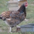 Description et caractéristiques de la race de poulets Livensky calico, exigences relatives au contenu