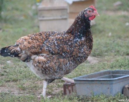 Description et caractéristiques de la race de poulets Livensky calico, exigences relatives au contenu