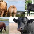 Description and characteristics of hornless cows, top-5 breeds and their content