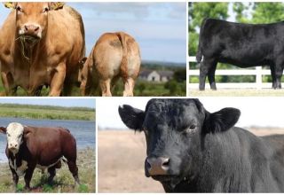 Description et caractéristiques des vaches sans cornes, des 5 meilleures races et leur contenu