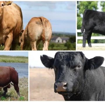 Description et caractéristiques des vaches sans cornes, des 5 meilleures races et leur contenu