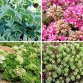 Popis odrůd a druhů květů rozchodníků (Sedum), výsadba a péče o otevřené pole