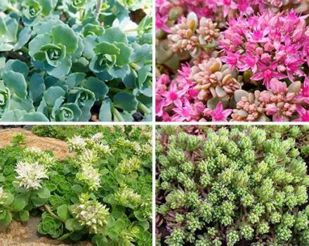 Description of varieties and types of stonecrop (sedum) flower, planting and care in the open field