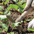 Secretos y técnicas agrícolas paso a paso para el cultivo y cuidado de la remolacha en campo abierto.