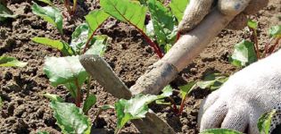 Secretos y técnicas agrícolas paso a paso para cultivar y cuidar la remolacha en campo abierto.