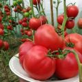 Penerangan mengenai varieti tomato anggur Raspberry, ciri dan hasilnya