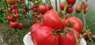 Description of the tomato variety Raspberry wine, its characteristics and yield