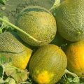 Description variety of melon Cinderella, its characteristics and yield