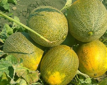 Description variety of melon Cinderella, its characteristics and yield