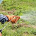 Application des herbicides Lazurit, Titus et Herbitox à partir de mauvaises herbes sur les pommes de terre